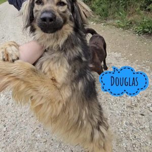 DOUGLAS