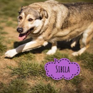 SIBILA