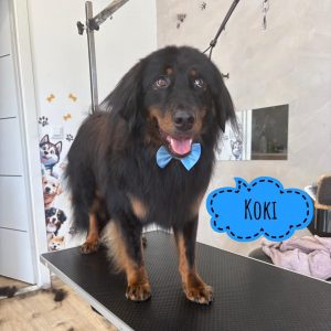 KOKI