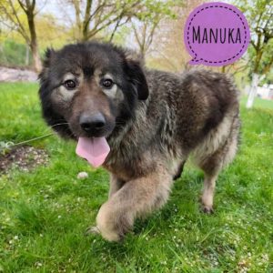 MANUKA