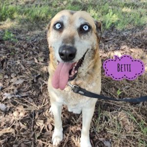 BETTI