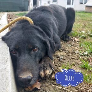 OLLIE