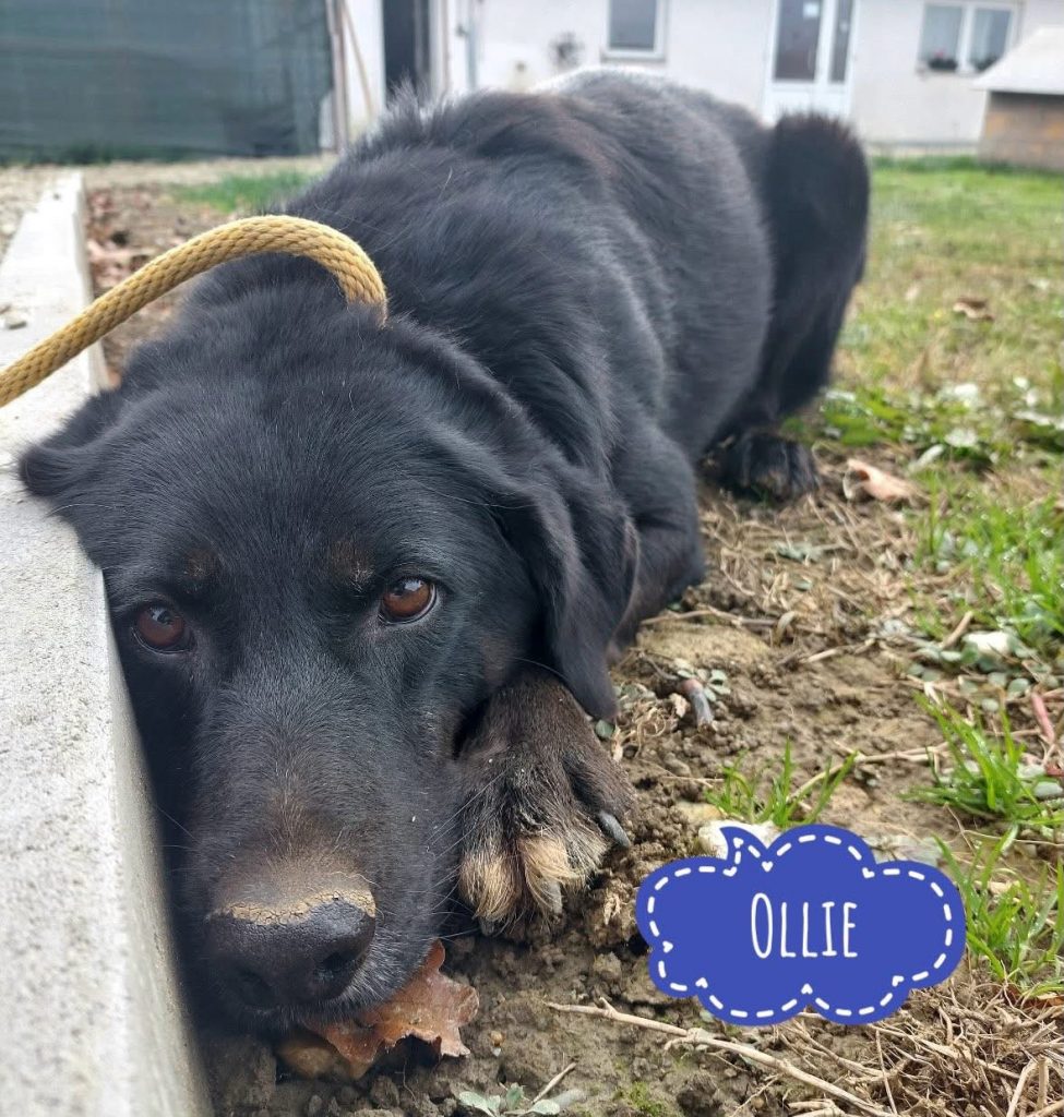 OLLIE