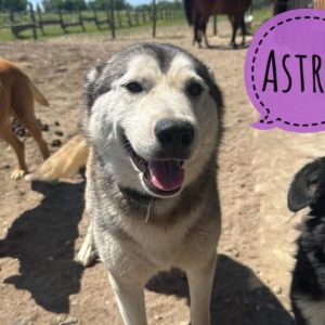 ASTRID