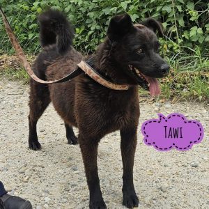 TAWI