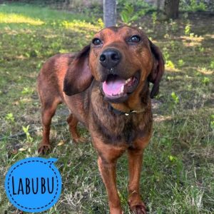 LABUBU
