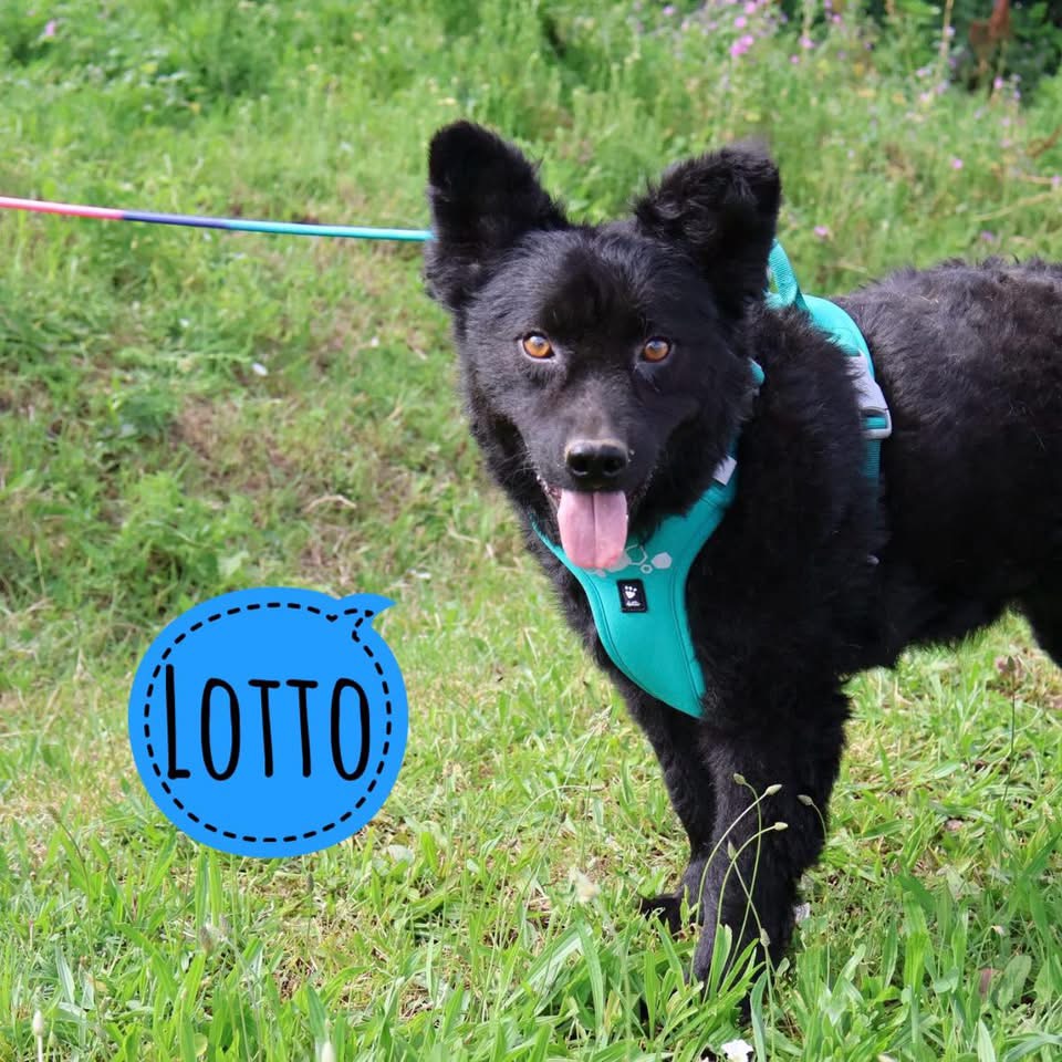 LOTTO
