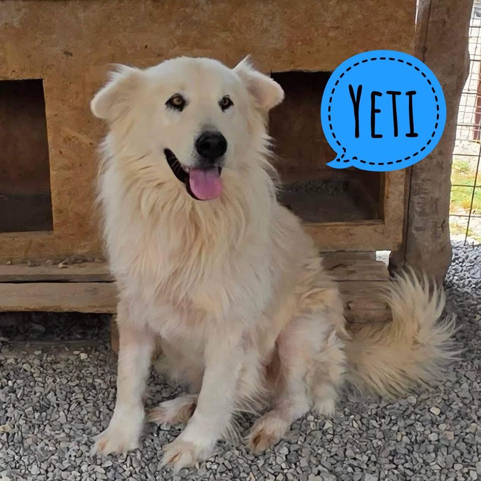 YETI