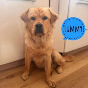 LUMMY