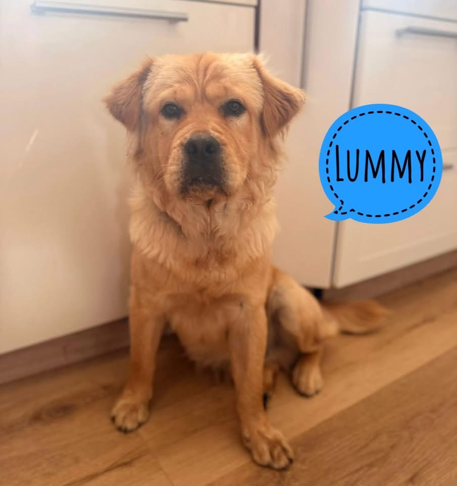 LUMMY
