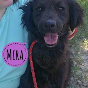 MIRA