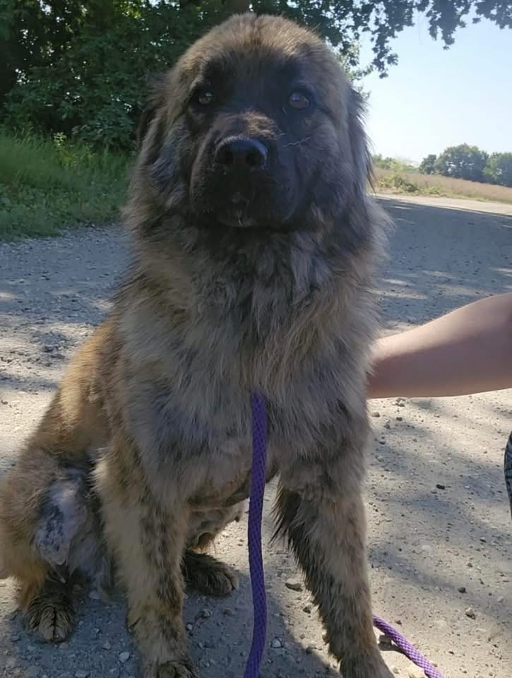DINKO – Bild 5