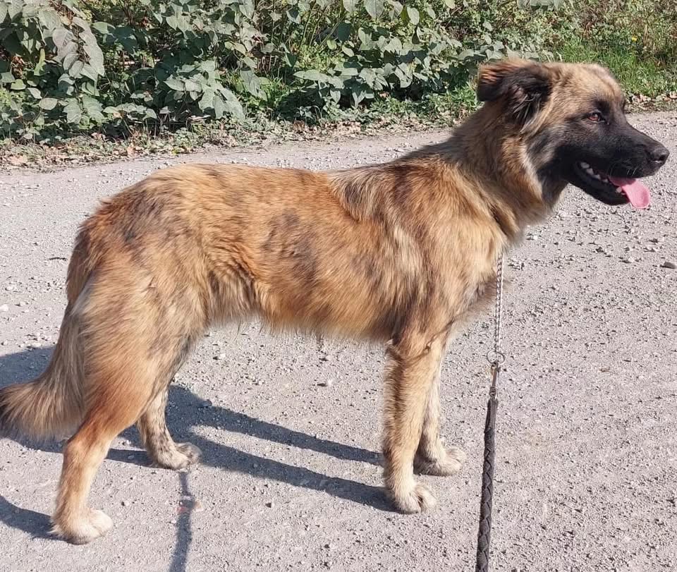 DINKO – Bild 6