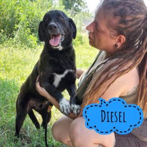 DIESEL