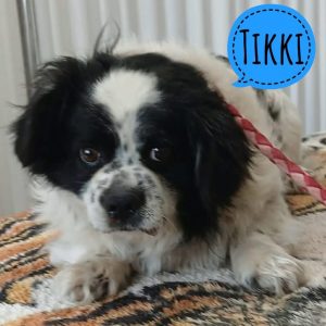 TIKKI