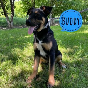 BUDDY