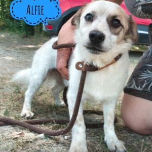 ALFIE