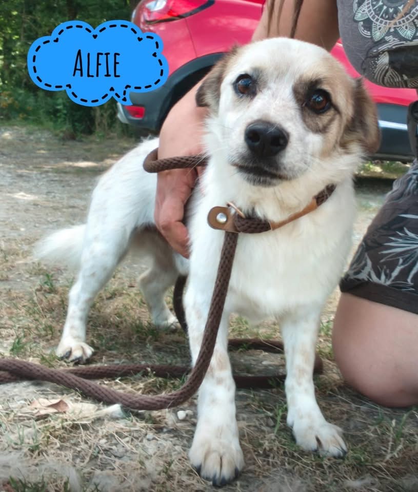 ALFIE