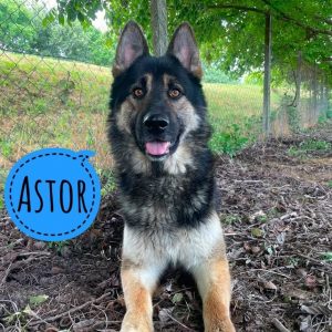 ASTOR
