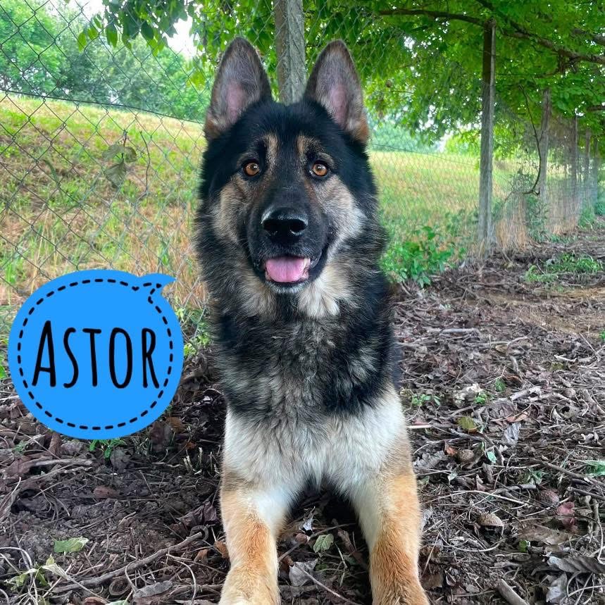 ASTOR