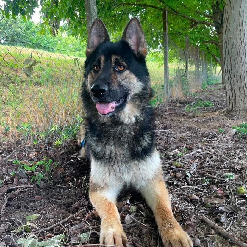 ASTOR – Bild 6