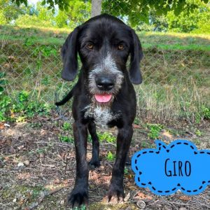 GIRO