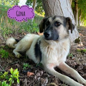 GINA