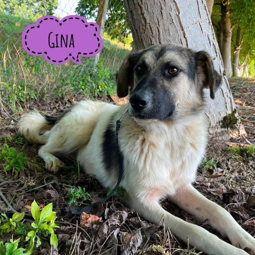GINA