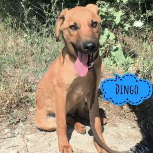 DINGO