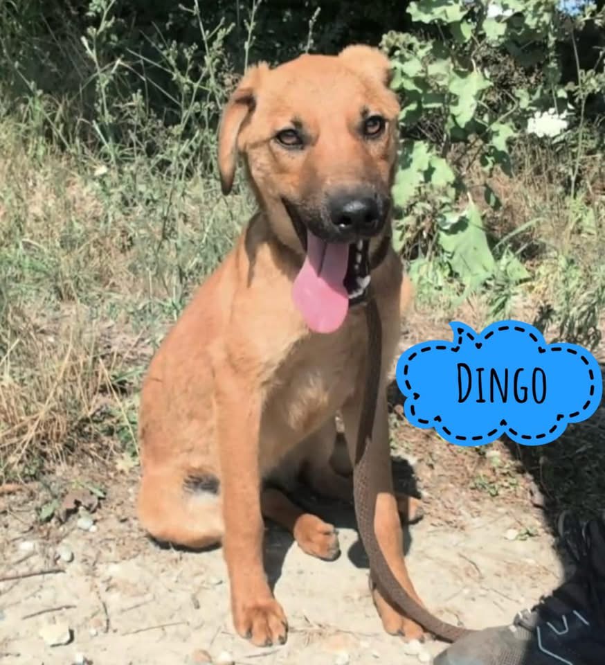 DINGO