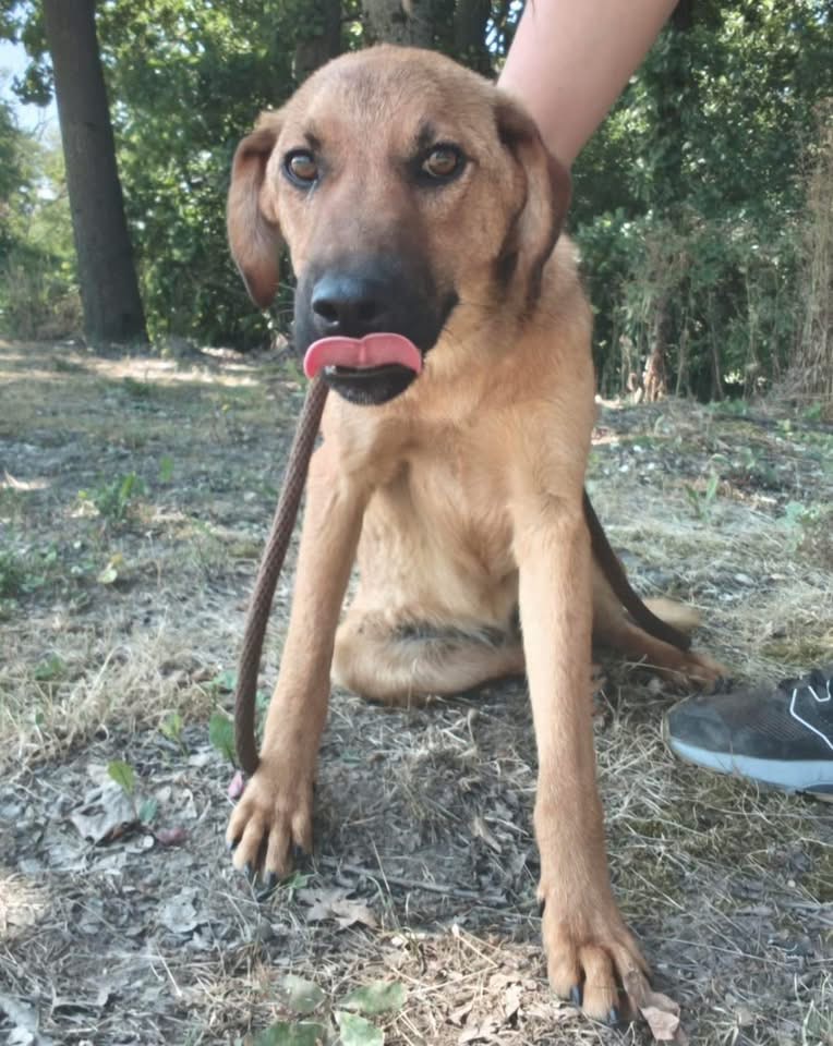 DINGO – Bild 2