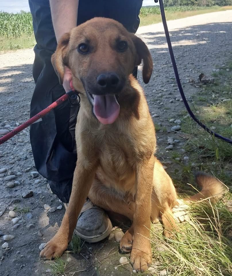 DINGO – Bild 3