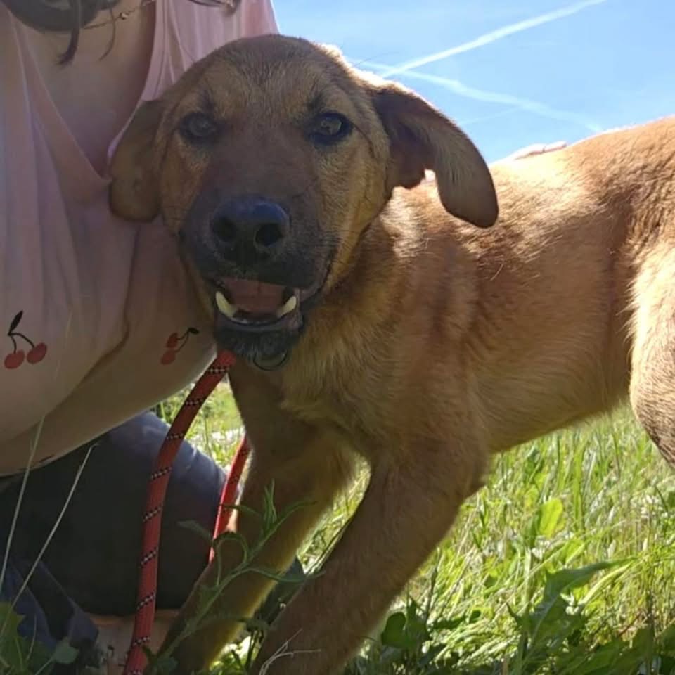 DINGO – Bild 4