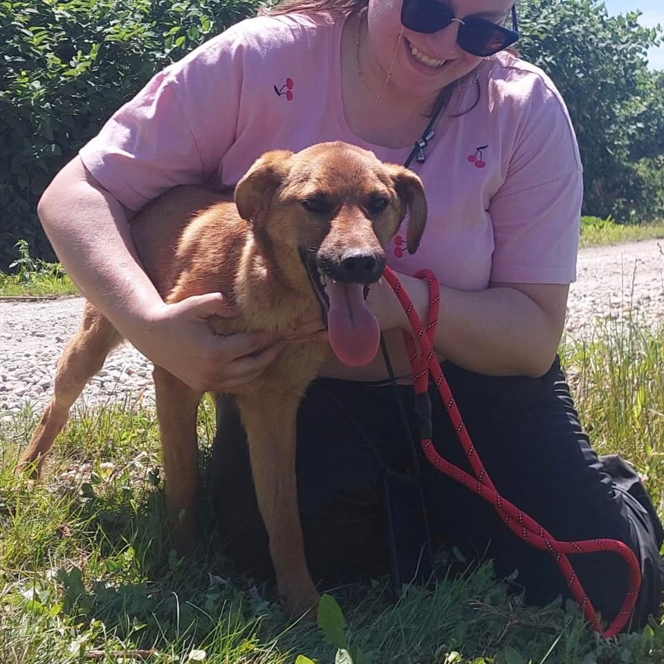 DINGO – Bild 5