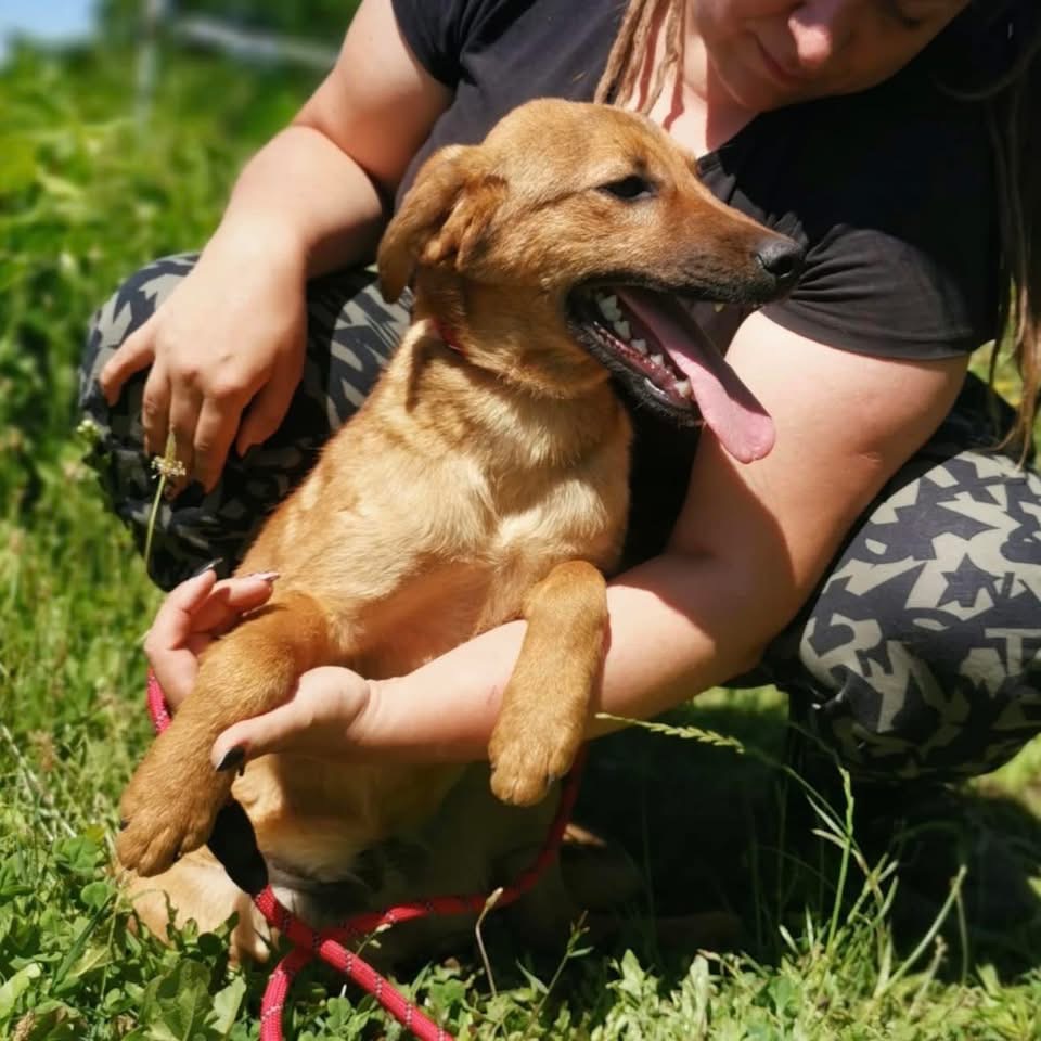 DINGO – Bild 6