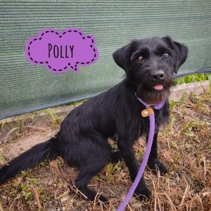 POLLY