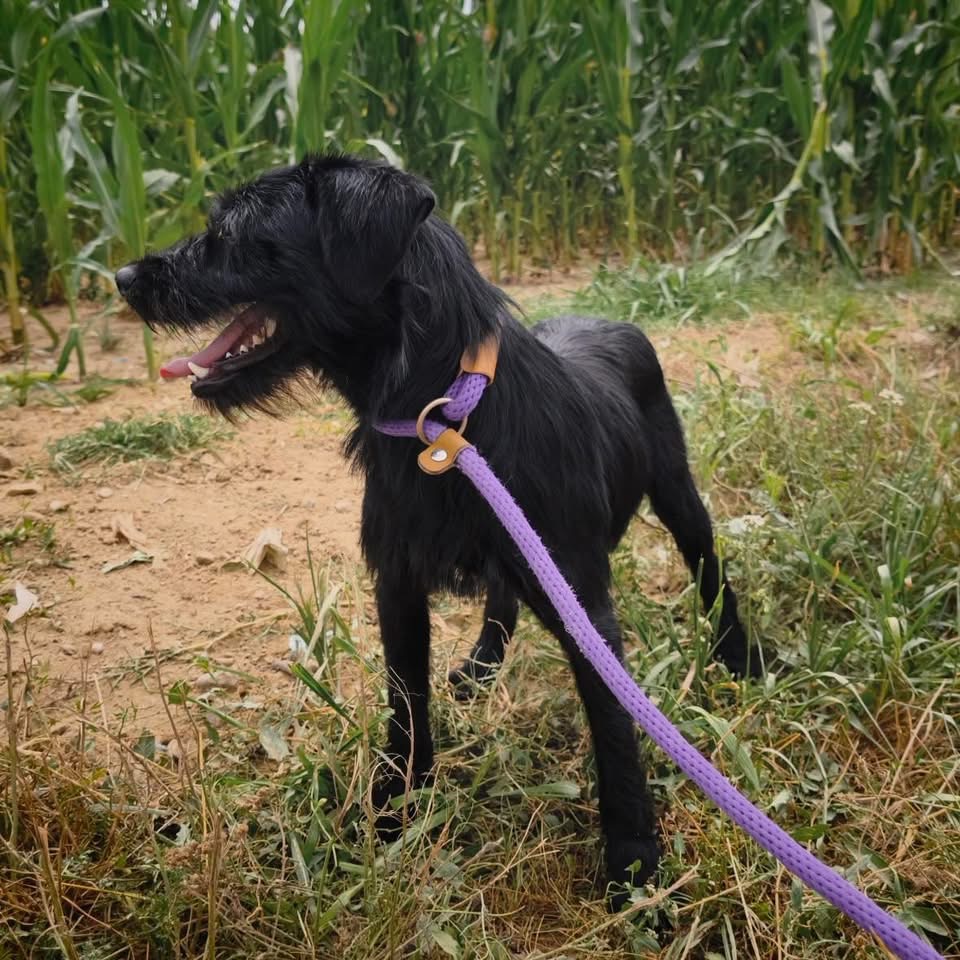 POLLY – Bild 4