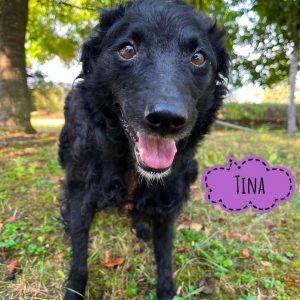 TINA