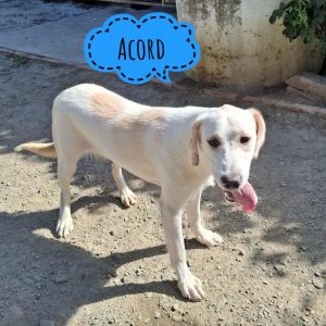 ACORD