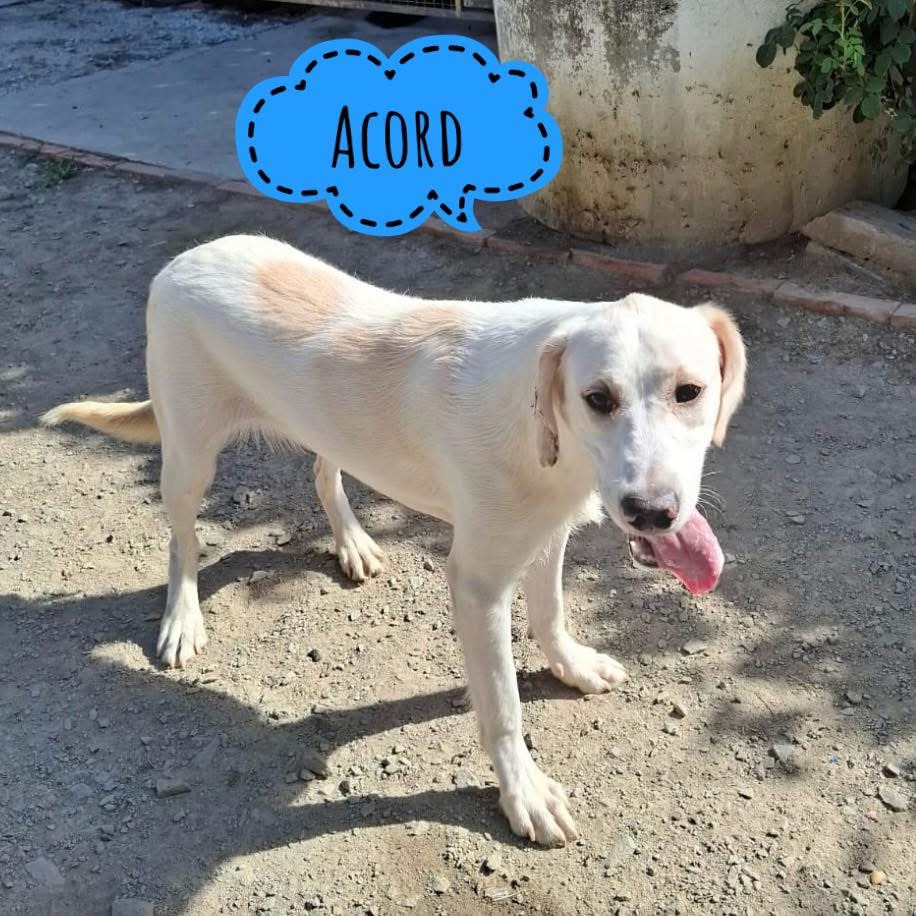 ACORD