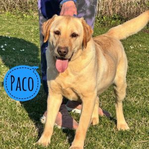PACO
