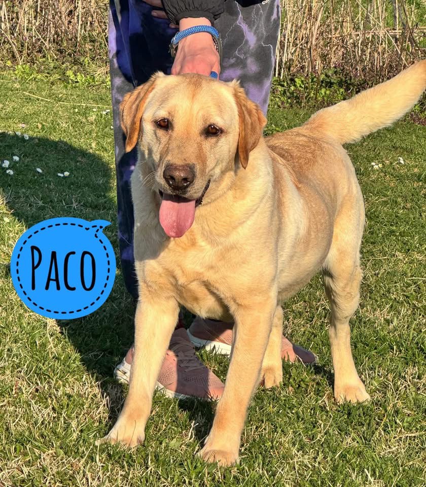 PACO