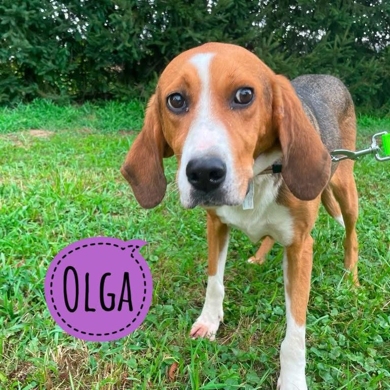 OLGA