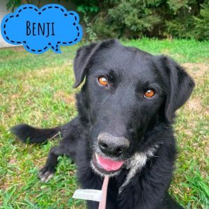 BENJI