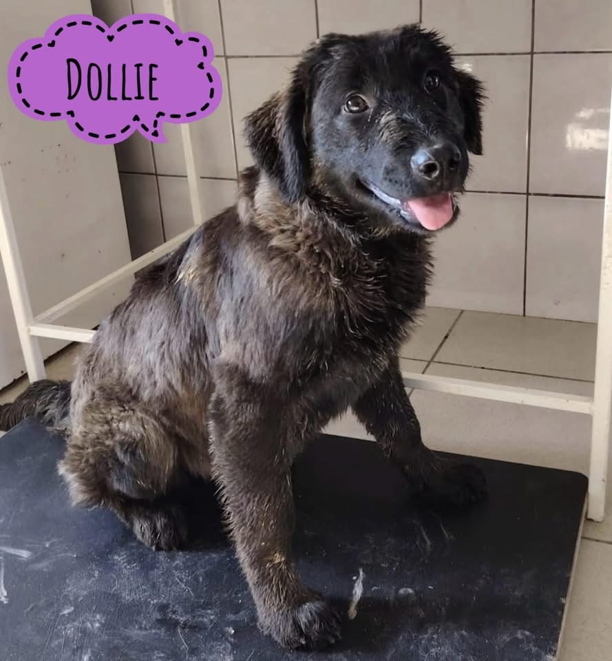 DOLLIE