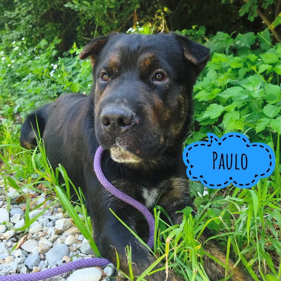 PAULO