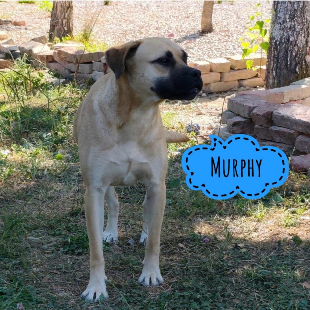MURPHY