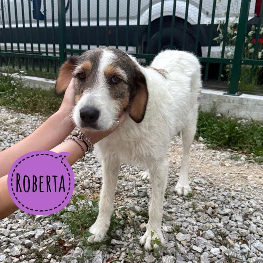 ROBERTA