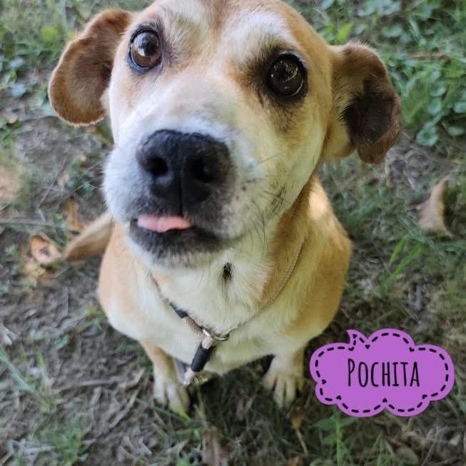 POCHITA