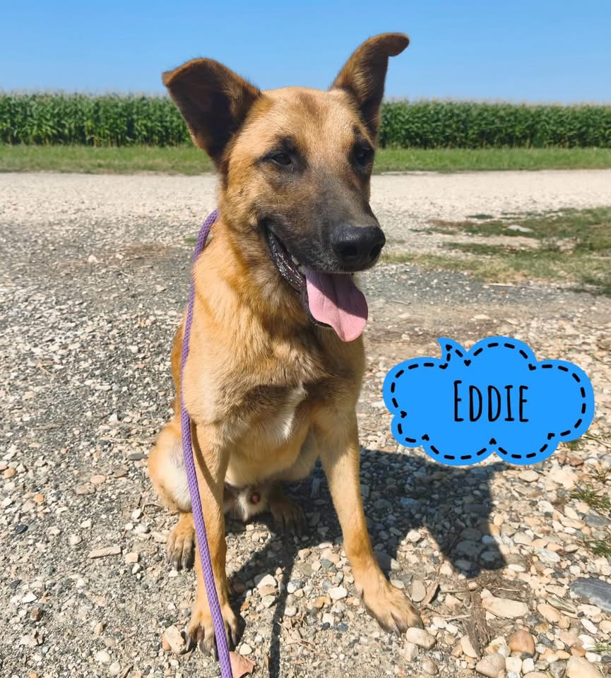 EDDIE